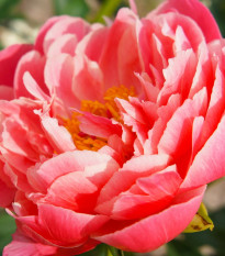 Pivoňka Coral Sunset - Paeonia lactiflora - hlízy pivoňky - 1 ks