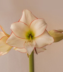 Hvězdník Picotee - Hippeastrum - cibule hvězdníku - 1 ks