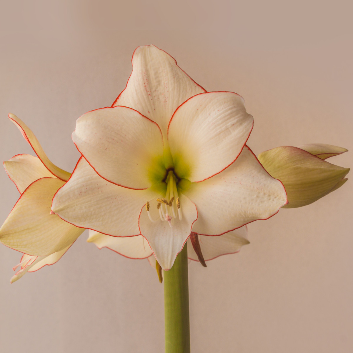 Hvězdník Picotee - Hippeastrum - cibule hvězdníku - 1 ks