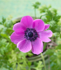 Sasanka Sylphide - Anemone sylphide - hlízy sasanky - 3 ks