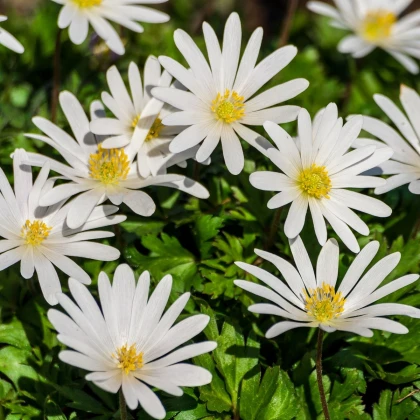 Sasanka vábná White Splendour - Anemone blanda - hlízy sasanky - 3 ks