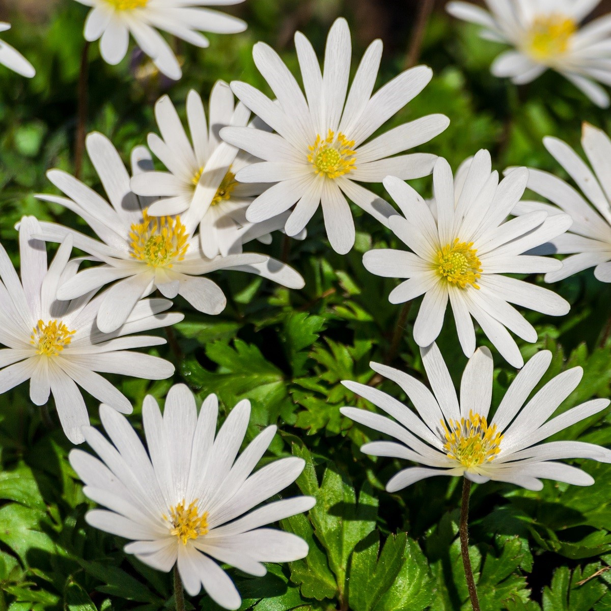 Sasanka vábná White Splendour - Anemone blanda - hlízy sasanky - 3 ks