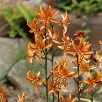 Lilie Martagon Orange Marmelade - Lilium - cibule lilie - 1 ks