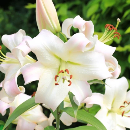 Lilie Pretty Woman - Lilium - cibule lilie - 1 ks
