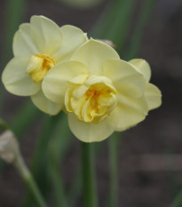 Narcis Cheerfulness - Narcissus - cibule narcisu - 3 ks