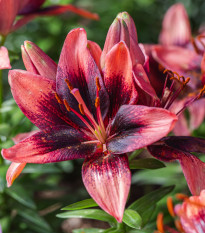 Lilie Purple Dream - Lilium asiatica - cibule lilie - 1 ks