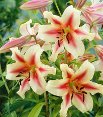 Lilie Lavon - Lilium - cibule lilie - 1 ks