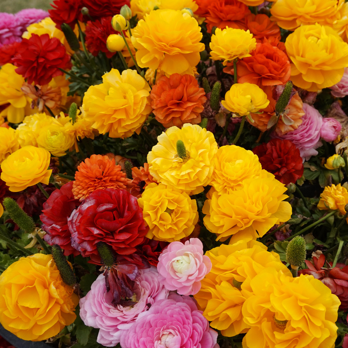 Pryskyřníky směs - Ranunculus - hlízy pryskyřníku - 9 ks