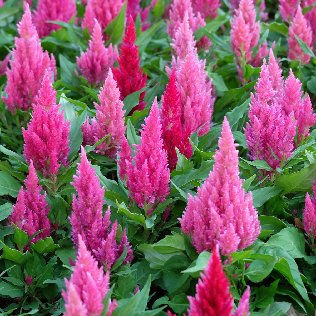 Nevadlec růžový - Celosia argentea - semena celosie - 50 ks