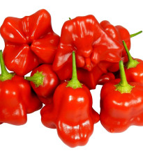 Chilli Mushroom Red - Capsicum chinense - semena chilli - 6 ks