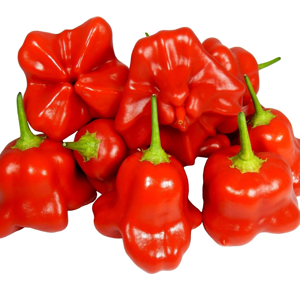 Chilli Mushroom Red - Capsicum chinense - semena chilli - 6 ks