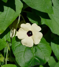 Smatovka křídlatá bílá - Thunbergia alata - semena smatovky - 15 ks