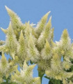 Nevadlec klasnatý bílý - Celosia spicata - semena celosie - 10 ks
