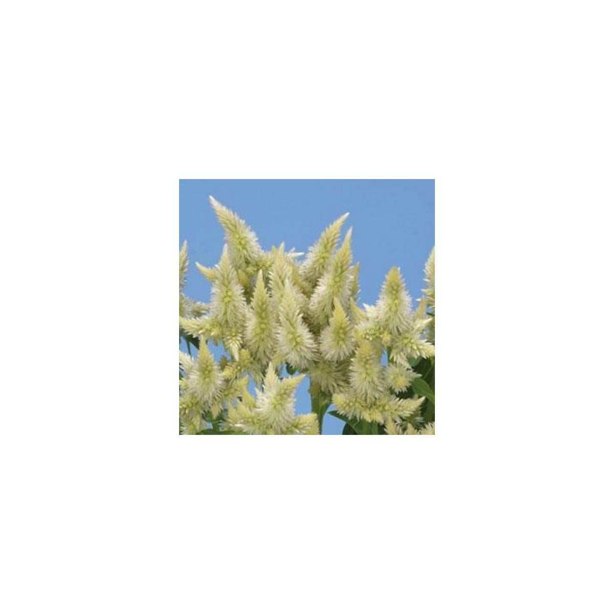 Nevadlec klasnatý bílý - Celosia spicata - semena celosie - 10 ks