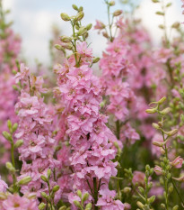 Sarkantyúfű Qis Rose – Delphinium consolida – delphinium magok – 100 db