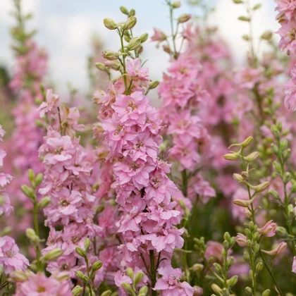 Sarkantyúfű Qis Rose – Delphinium consolida – delphinium magok – 100 db