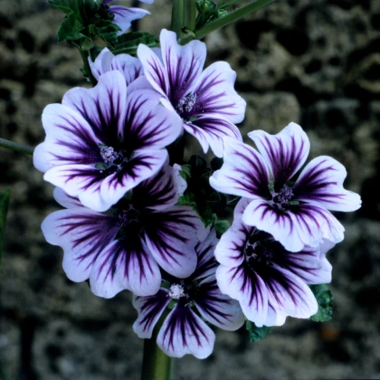 Sléz lesní Zebrina - Malva sylvestris - semena slézu - 50 ks