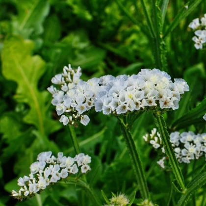 Limonka chobotnatá bílá - Limonium sinuatum - semena limonky - 30 ks