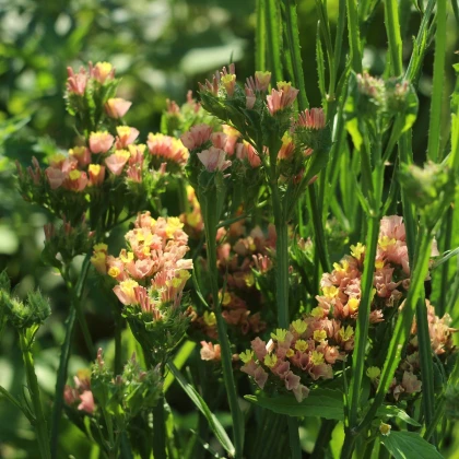 Limonka chobotnatá Apricot - Limonium sinuatum - semena limonky - 30 ks