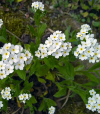 Pomněnka lesní Snowsylva - Myosotis sylvatica - semena pomněnky - 60 ks