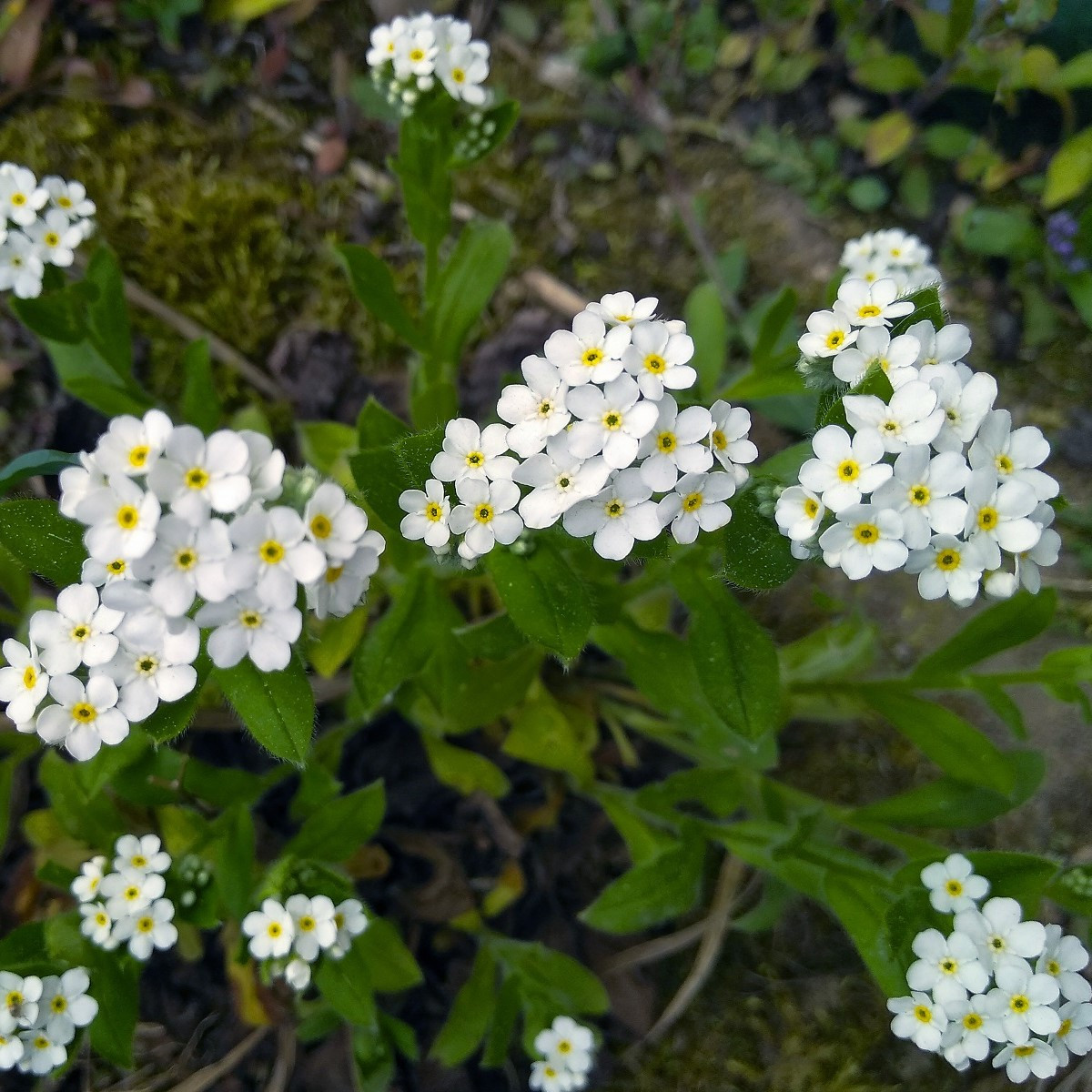Pomněnka lesní Snowsylva - Myosotis sylvatica - semena pomněnky - 60 ks