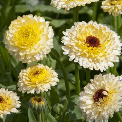 Měsíček lékařský Ivory Princess - Calendula officinalis - semena měsíčku - 40 ks