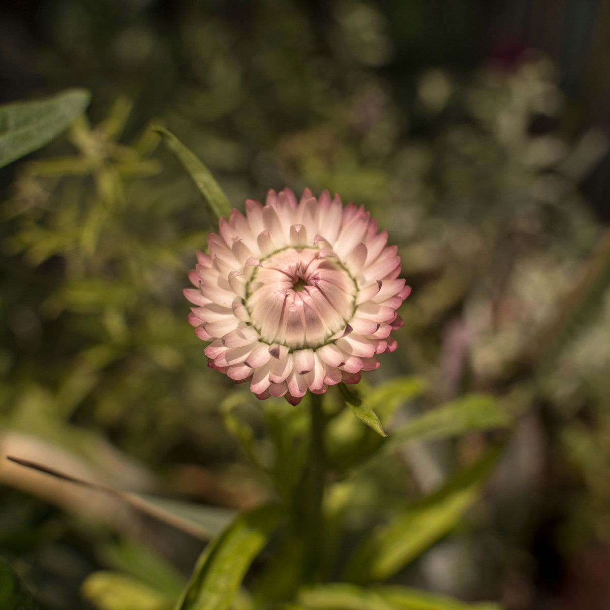 Smil listenatý Silvery Rose - Helichrysum bracteatum - semena smilu - 500 ks