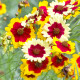 Krásnoočko trpasličí mix - Coreopsis hybrida - semena krásnoočka - 200 ks