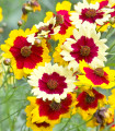 Menyecskeszem Incredible Dwarf Mix – Coreopsis hybrida – Coreopsis magok – 200 db