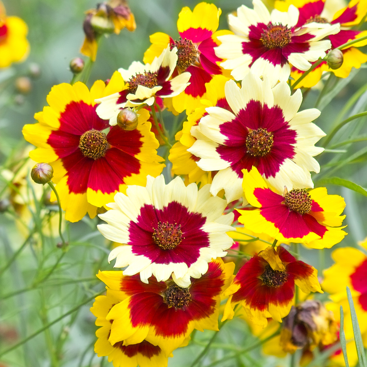 Menyecskeszem Incredible Dwarf Mix – Coreopsis hybrida – Coreopsis magok – 200 db