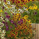 Krásnoočko trpasličí mix - Coreopsis hybrida - semena krásnoočka - 200 ks
