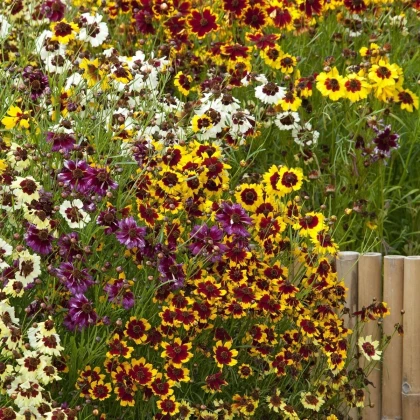 Menyecskeszem Incredible Dwarf Mix – Coreopsis hybrida – Coreopsis magok – 200 db