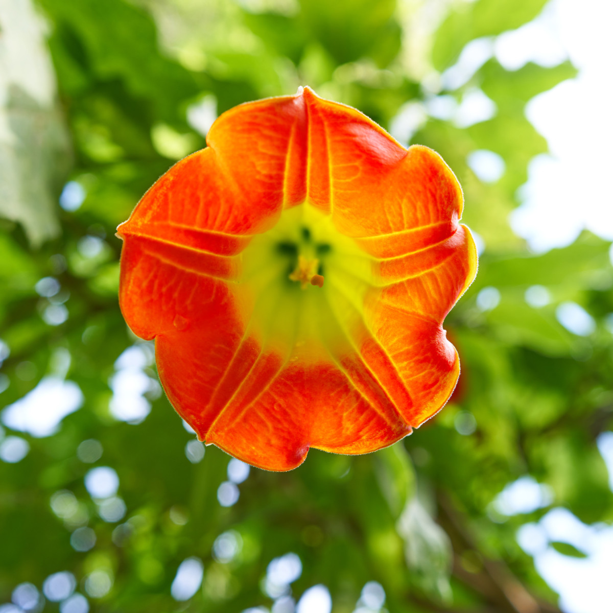 Durman krvavý - Brugmansia sanguinea - semena durmanu - 7 ks