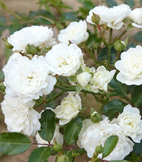Růže keřová - půdokryvná The white fairy - prostokořenné sazenice růží
