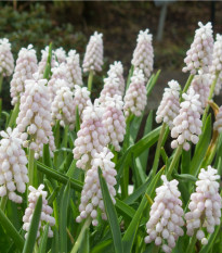 Modřenec Pink Sunrise - Muscari armeniacum - cibule modřence - 2 ks