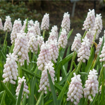 Modřenec Pink Sunrise - Muscari armeniacum - cibule modřence - 2 ks