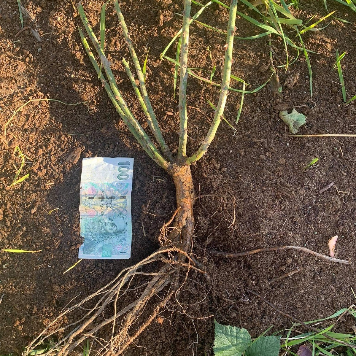 Růže Amadeus - sazenice