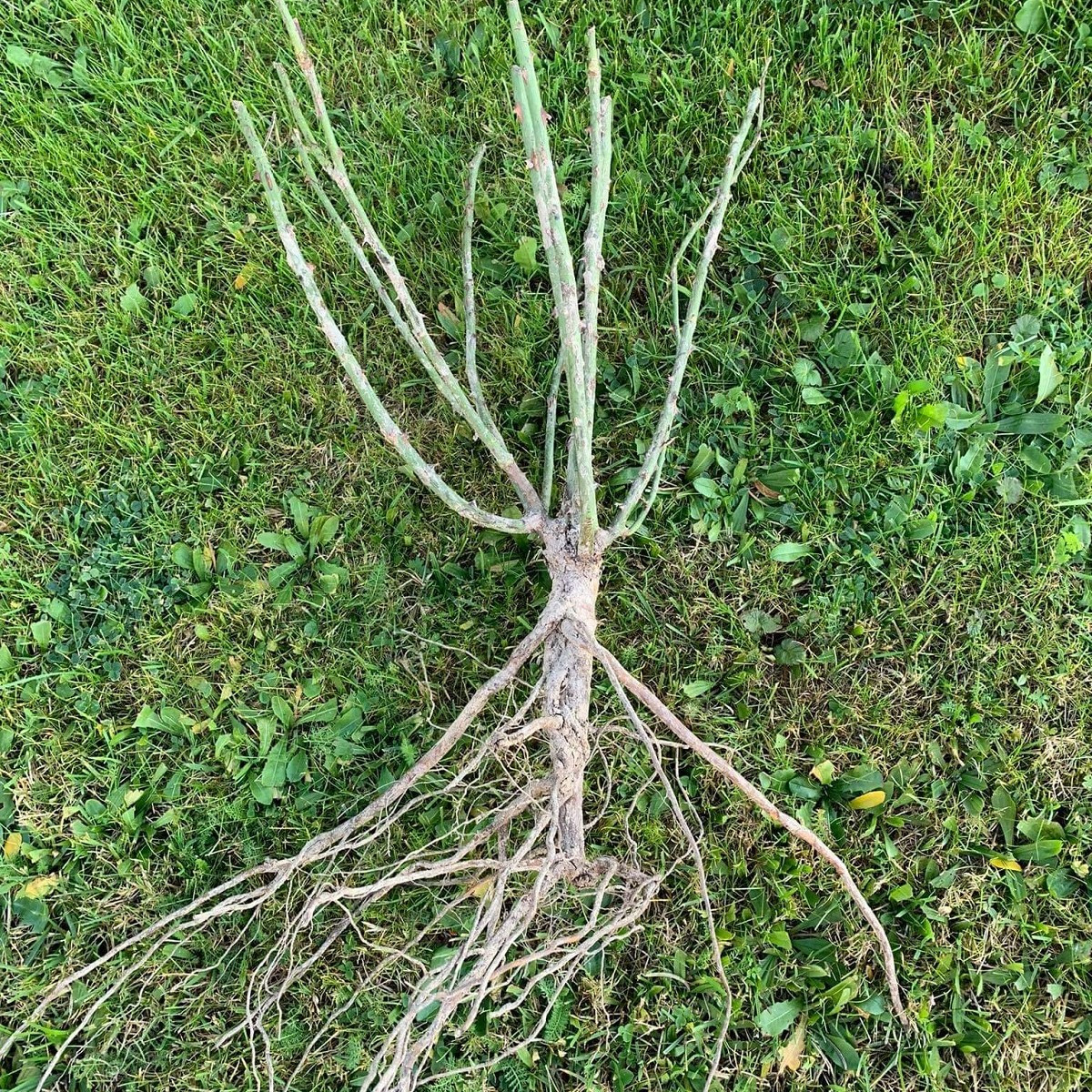 Růže Meintraum - sazenice