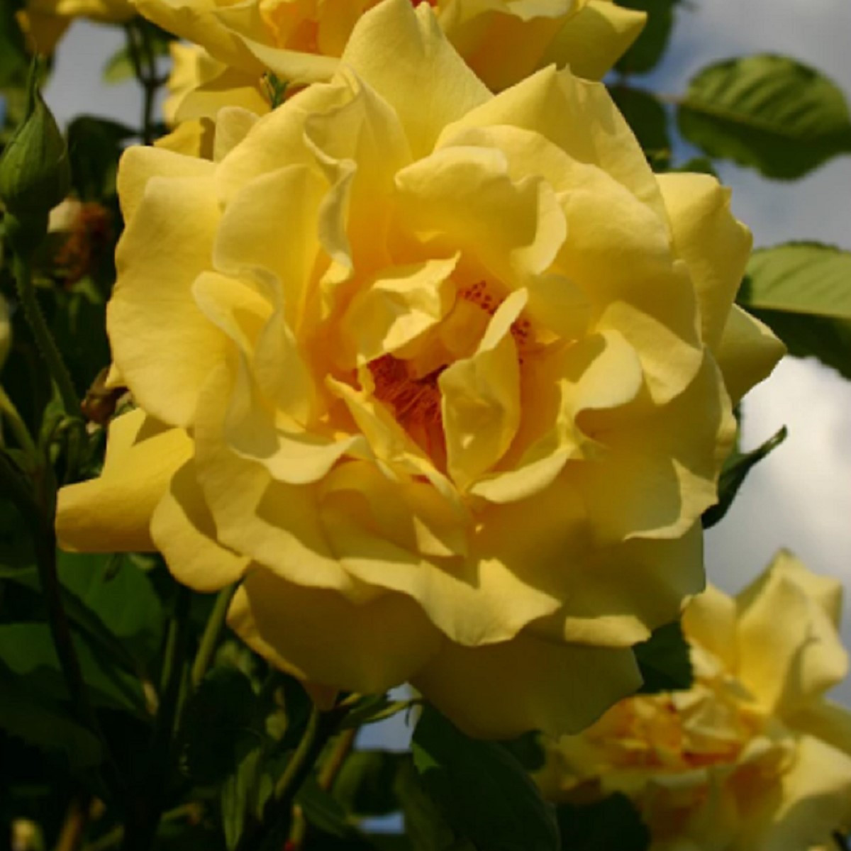 Růže keřová pnoucí Golden Gate - Kordes - prostokořenné sazenice růží - 1 ks