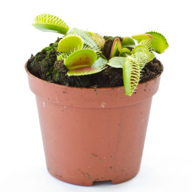 Húsevő növények magjai