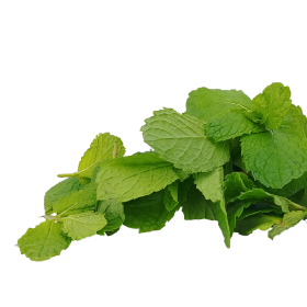 Menta