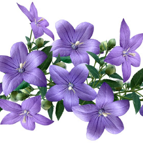 Csengő