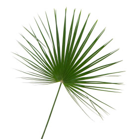 Palmy - magok