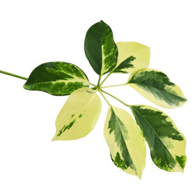 Schefflera