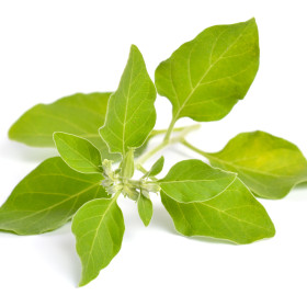 Ginzeng