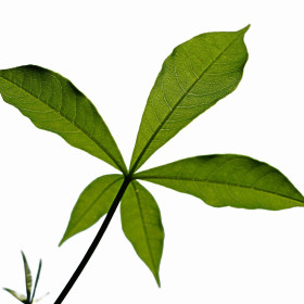 Baobabok