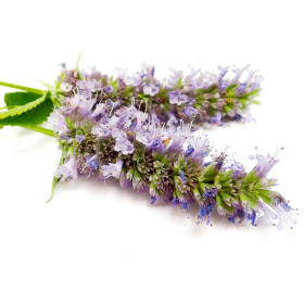 Agastache - évelők