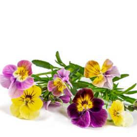 Viola