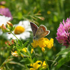 Állatok és rovarok számára