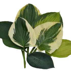 Hosta - Funkia